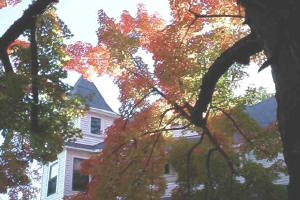 Fall Colors in Nevada City